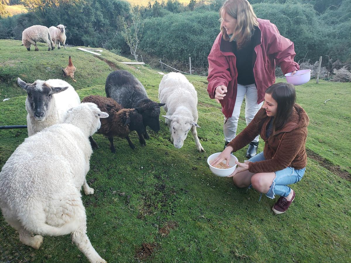 Cabana Nueva En Ancud Chiloe מראה חיצוני תמונה